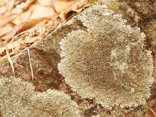 Foto Dantelariile lichenilor (c) Petru Goja